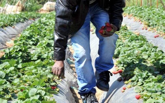 Εισαγγελική παρέμβαση για τους αλλοδαπούς εργάτες στα φραουλοχώραφα της Μανωλάδας