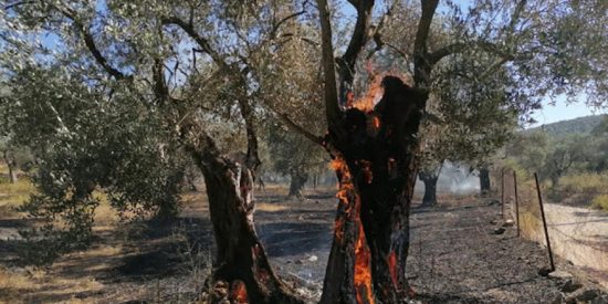 Μυτιλήνη: Φωτιά στον ελαιώνα της Μόριας