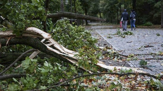 ΣτΕ: Επικύρωσε αποζημίωση €164.000 σε οικογένεια 57χρονου που έχασε τη ζωή του από πτώση δέντρου σε δημοτικό πάρκο