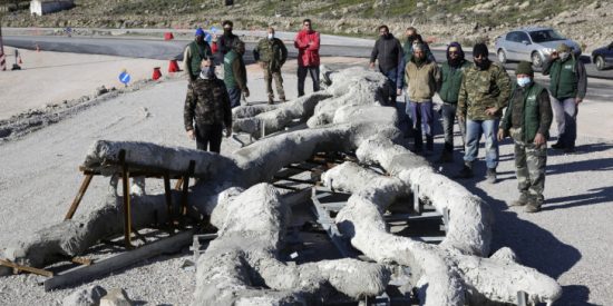 Τι μαρτυρούν οι περίπου 50 απολιθωμένοι κορμοί δέντρων που βρέθηκαν στις νέες ανασκαφές του απολιθωμένου δάσους στη Λέσβο