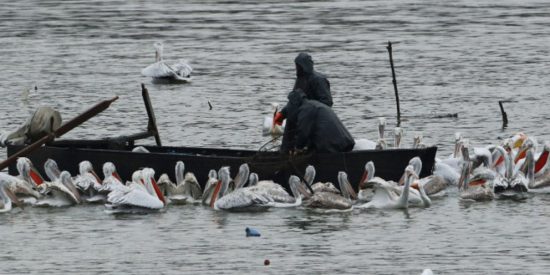 Μικρή Πρέσπα: Πάνω από 500 αργυροπελεκάνοι νεκροί από τη γρίπη των πτηνών