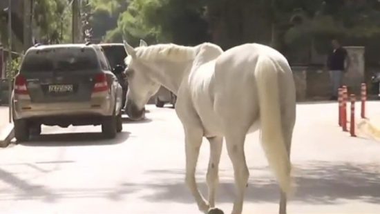 Πυρκαγιά στη Βαρυμπόμπη: 200 άλογα μεταφέρθηκαν από την περιοχή στο Ολυμπιακό Κέντρο Ιππασίας