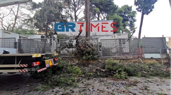 Θεσσαλονίκη: Πτώσεις δέντρων, κλειστά σχολεία στη Χαλκιδική (video)