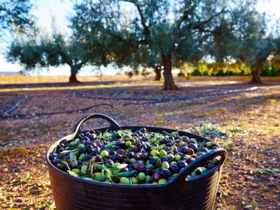 Απειλεί η κλιματική αλλαγή τον χρυσό της ελληνικής γης; Στο 20% η μείωση της ελαιοπαραγωγής