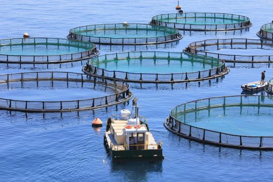 Μειώθηκε η παραγωγή αυγοτάραχου, σπιρουλίνας, οστρακοειδών-καρκινοειδών, μυδιών και χελιών – Αυξήθηκε σε κρανιό, κέφαλο, τσιπούρα, φαγκρί