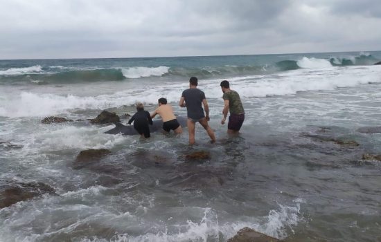 Υπ. Περιβάλλοντος: Διασώθηκαν δύο φάλαινες ζιφιοί που εκβράστηκαν στα ρηχά στην δυτική Κέρκυρα