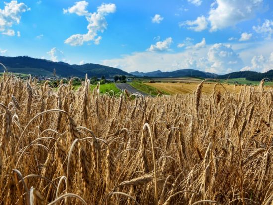 Ουκρανία: 22% λιγότερη η έκταση της εαρινής σποράς σε σχέση με το 2021