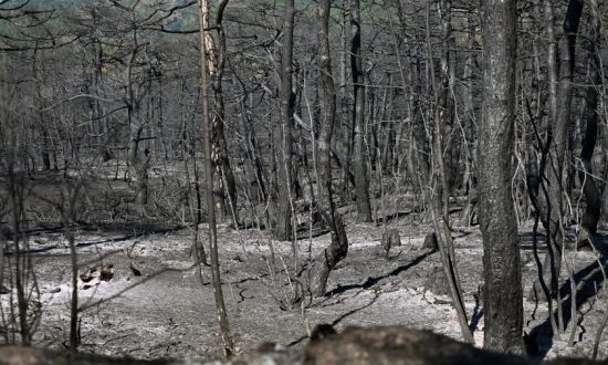 Αρχίζει η οικολογική αποκατάσταση του Εθνικού Πάρκου Δάσους Δαδιάς