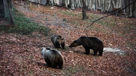 Φλώρινα: Νεκρές τρεις αρκούδες από πυροβολισμούς