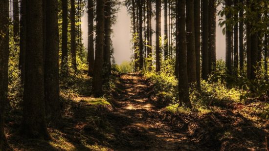 Smart Forest Innovation Challenge: Ξεκίνησε το πρώτο πρόγραμμα εύρεσης τεχνολογικών λύσεων για τα δασικά οικοσυστήματα