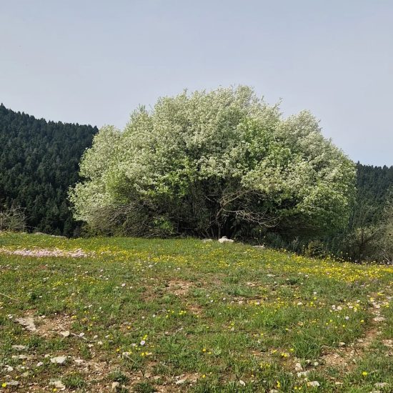 Menalo Trail: Περπατάμε Βαλτεσινίκο – Λαγκάδια! (video)