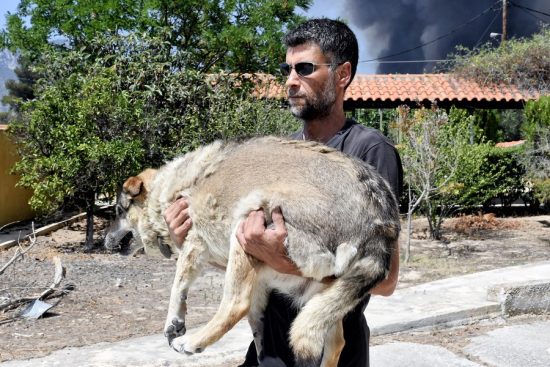 Δημοπούλου για φωτιές: Έχουν διασωθεί περισσότερα από 200 ζώα συντροφιάς και 100 παραγωγικά και ιπποειδή