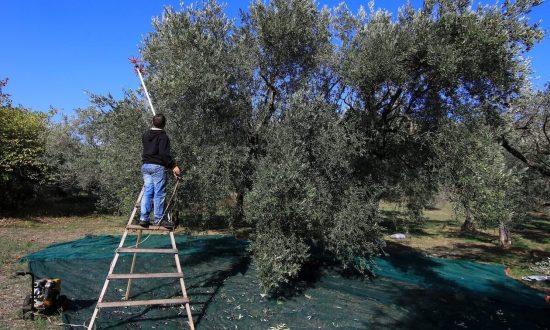 Λάδι: Αποκαλυπτικό ρεπορτάζ του Reuters για τις κλοπές στα χωράφια με ελιές