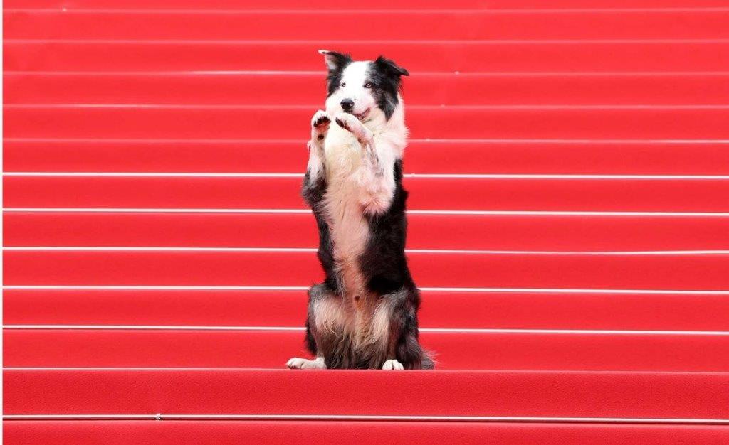 Ο Μέσι, ο σκύλος της ταινίας «Ανατομία μιας Πτώσης»