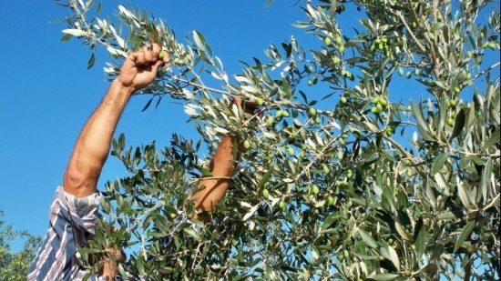 Αυξημένη η εφετινή παραγωγή ελαιολάδου – Υποχωρεί σταδιακά η τιμή