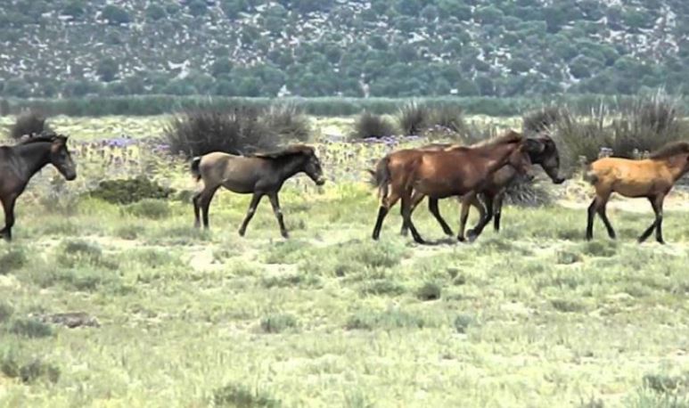 Άγρια άλογα στο Δέλτα Έβρου